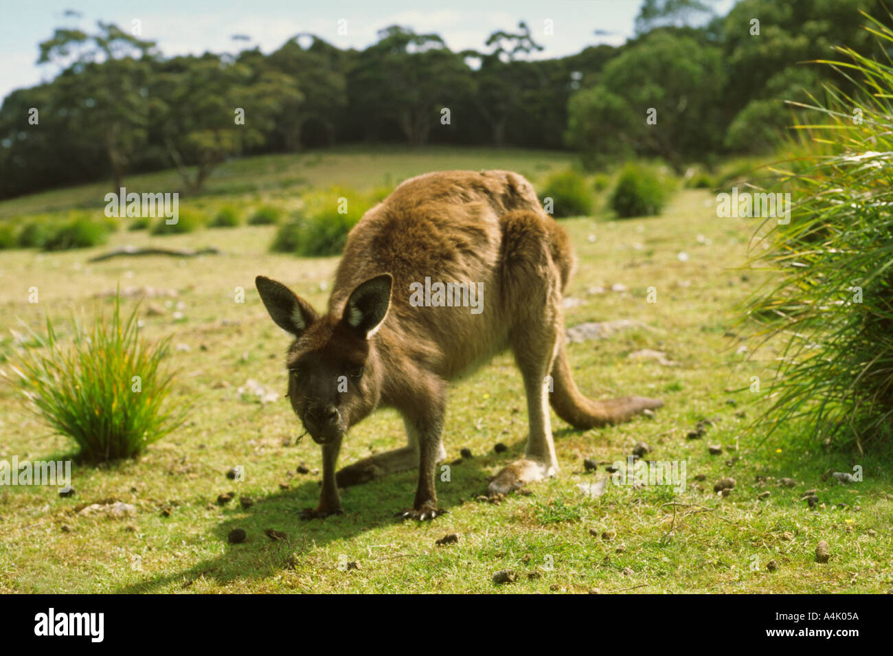Kangaroo Island kangaroo western grey Macropus giganteus female Flinders Chase National Park South Australia Stock Photo