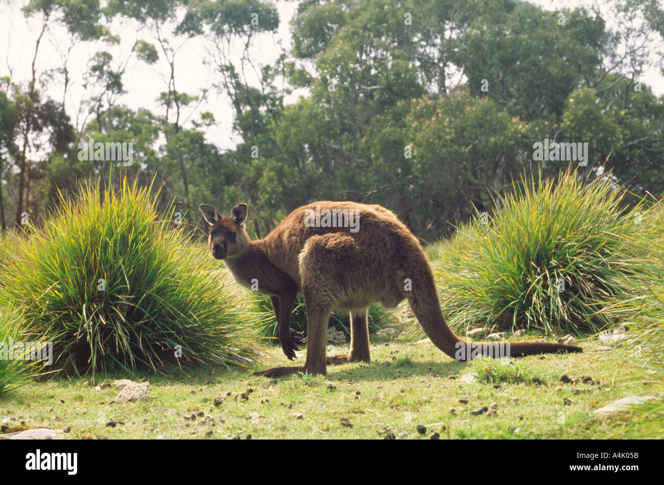 Kangaroo Island kangaroo western grey Macropus giganteus male Flinders Chase National Park South Australia Stock Photo