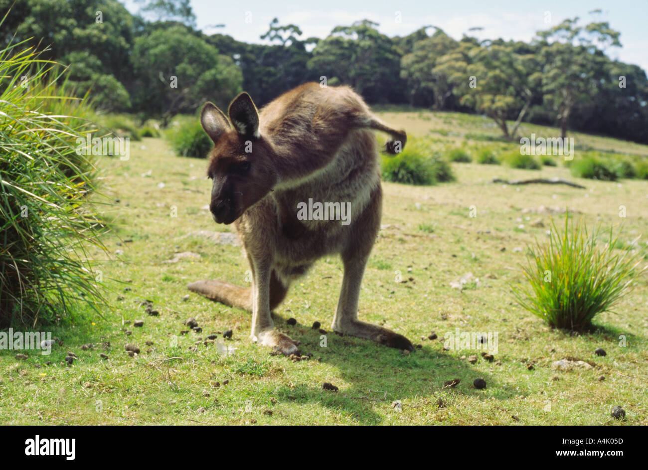 Kangaroo Island kangaroo western grey Macropus giganteus female grooming Flinders Chase National Park South Australia Stock Photo