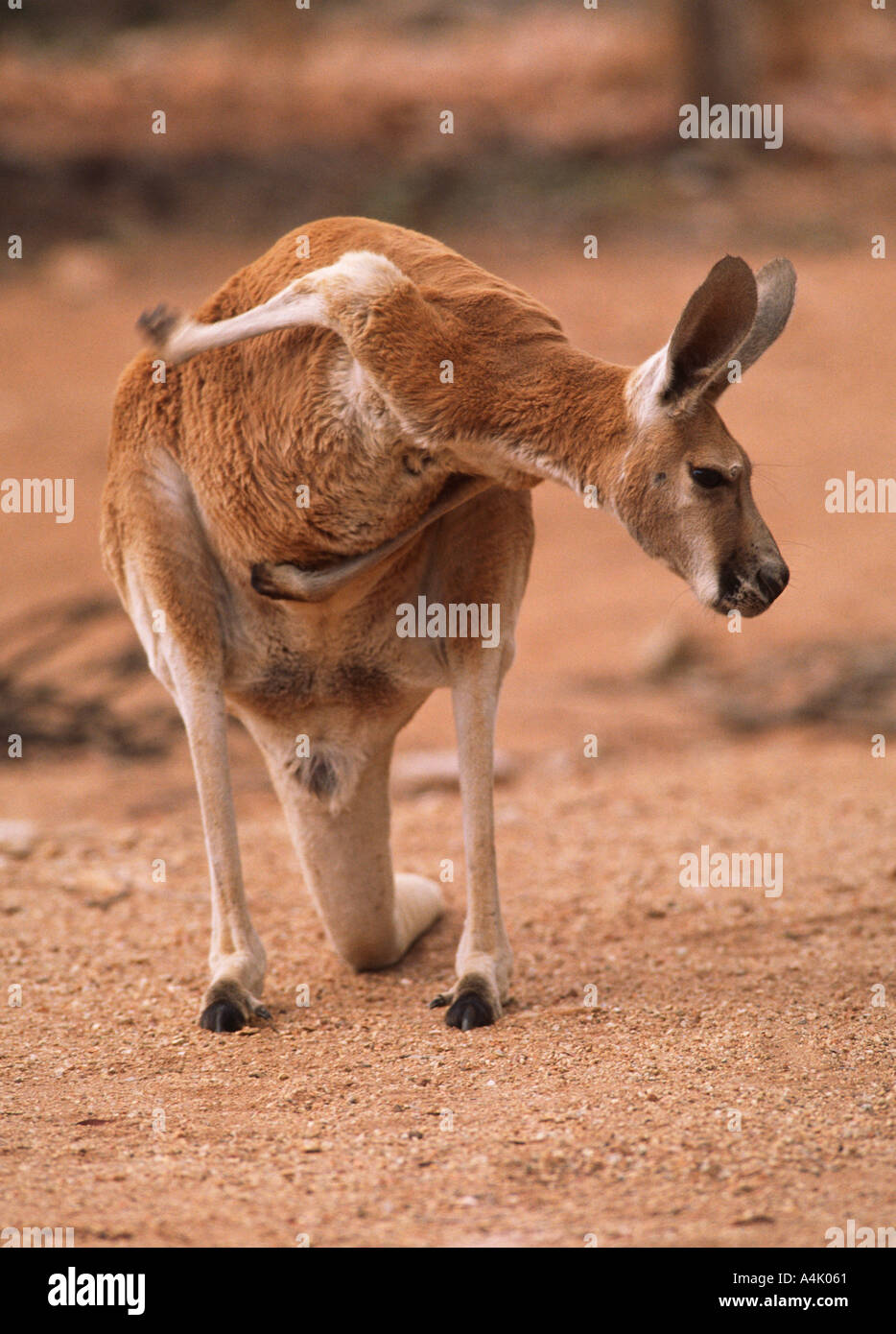 Red kangaroo Macropus rufus male scratching Stock Photo