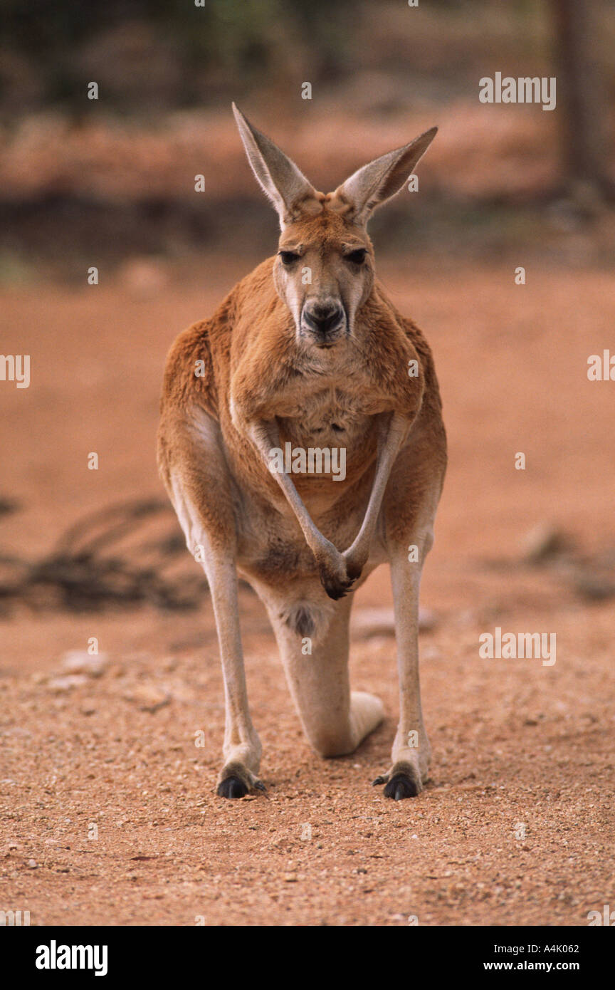 Red kangaroo Macropus rufus male Stock Photo