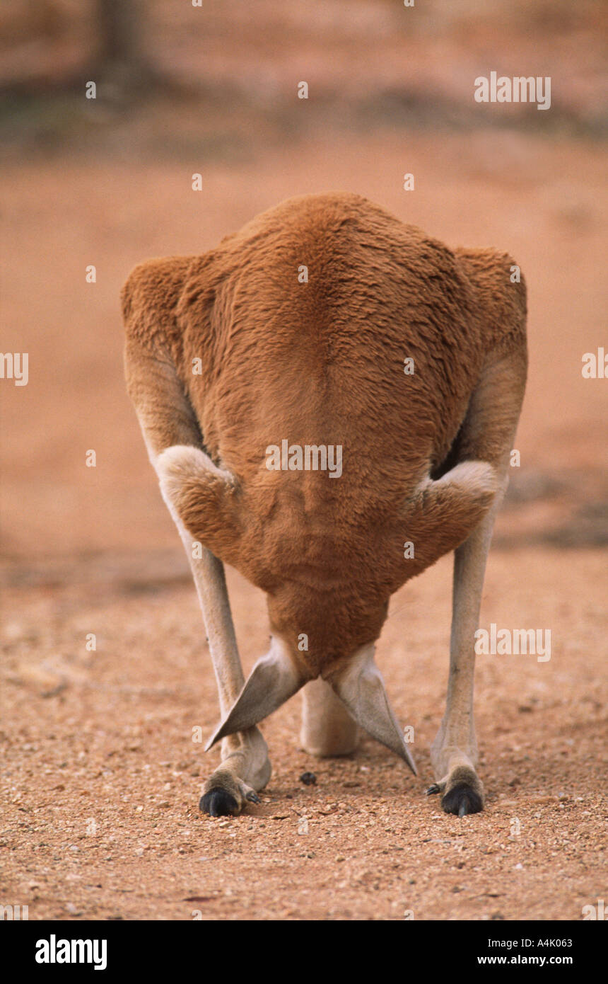 Red kangaroo Macropus rufus male looking between its hindlegs Stock Photo