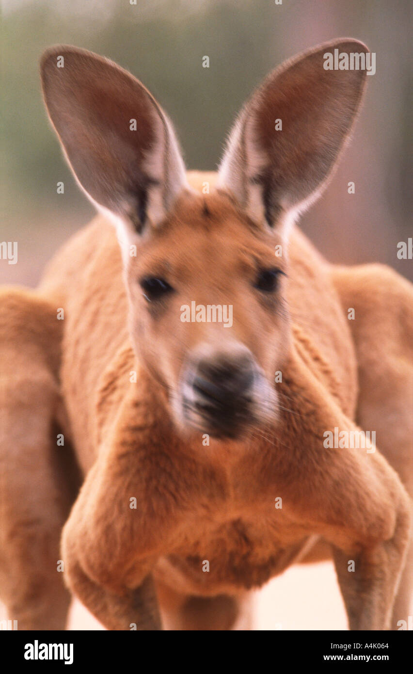 Red kangaroo Macropus rufus male motion blur Stock Photo