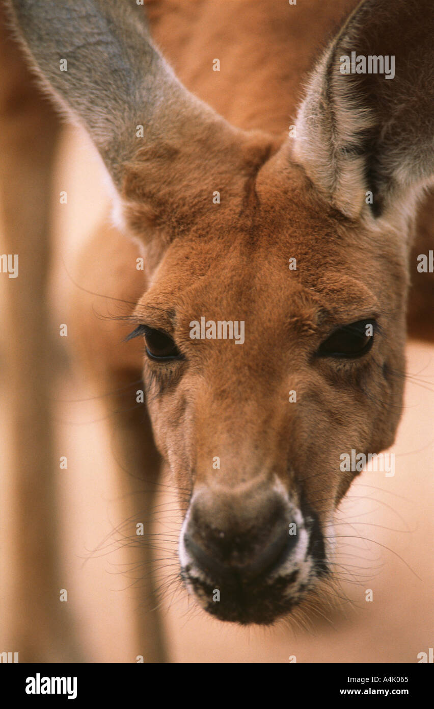 Red kangaroo Macropus rufus male close portrait Stock Photo