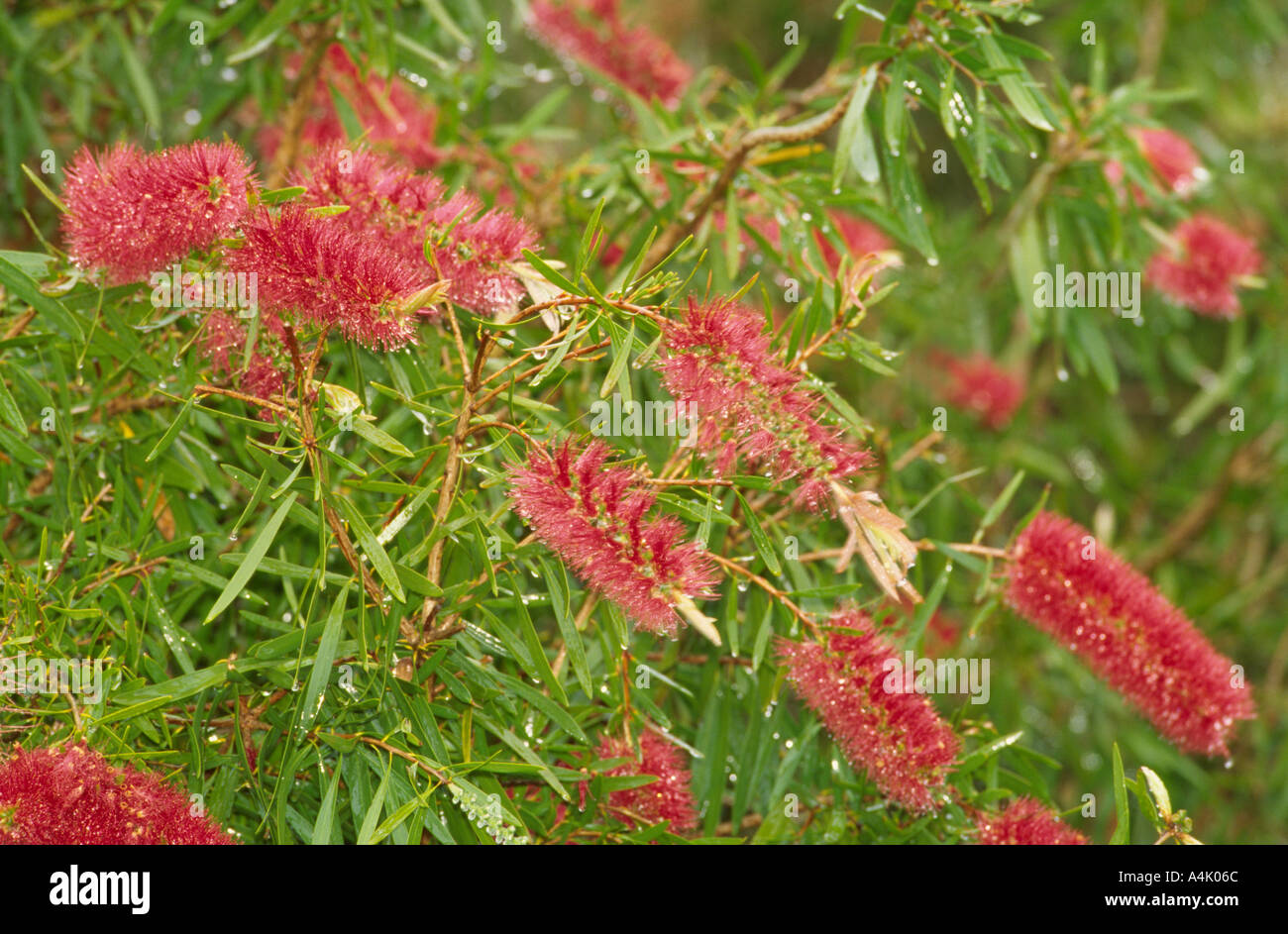 Bottlebrush plant in flower after rain Australia Stock Photo