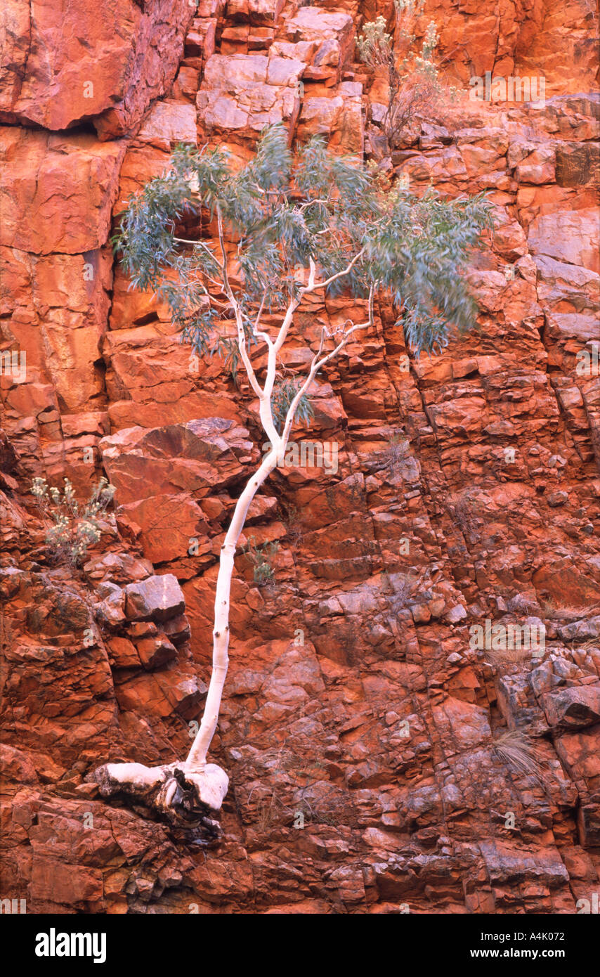 Eucalyptus tree growing on red rocks West MacDonnel Ranges, Central Australia Stock Photo
