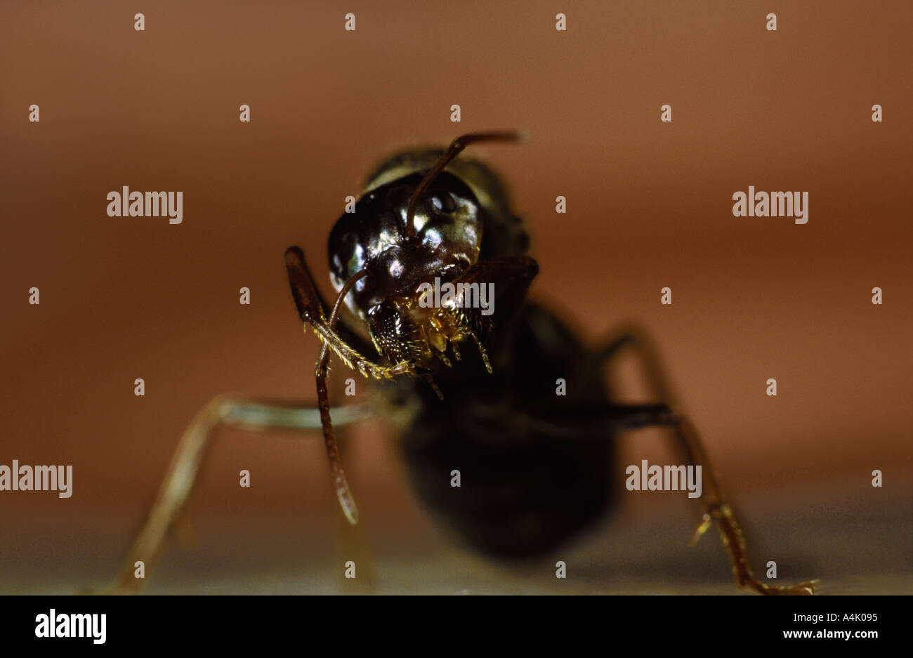 Ant with big mandibles cleaning Stock Photo