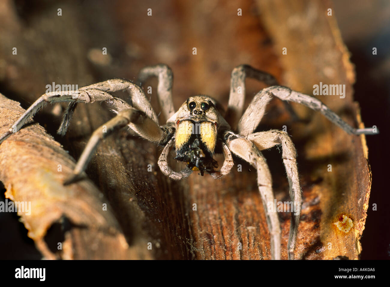 Spider with prey Australian wolf spider with captured fly South Australia Stock Photo