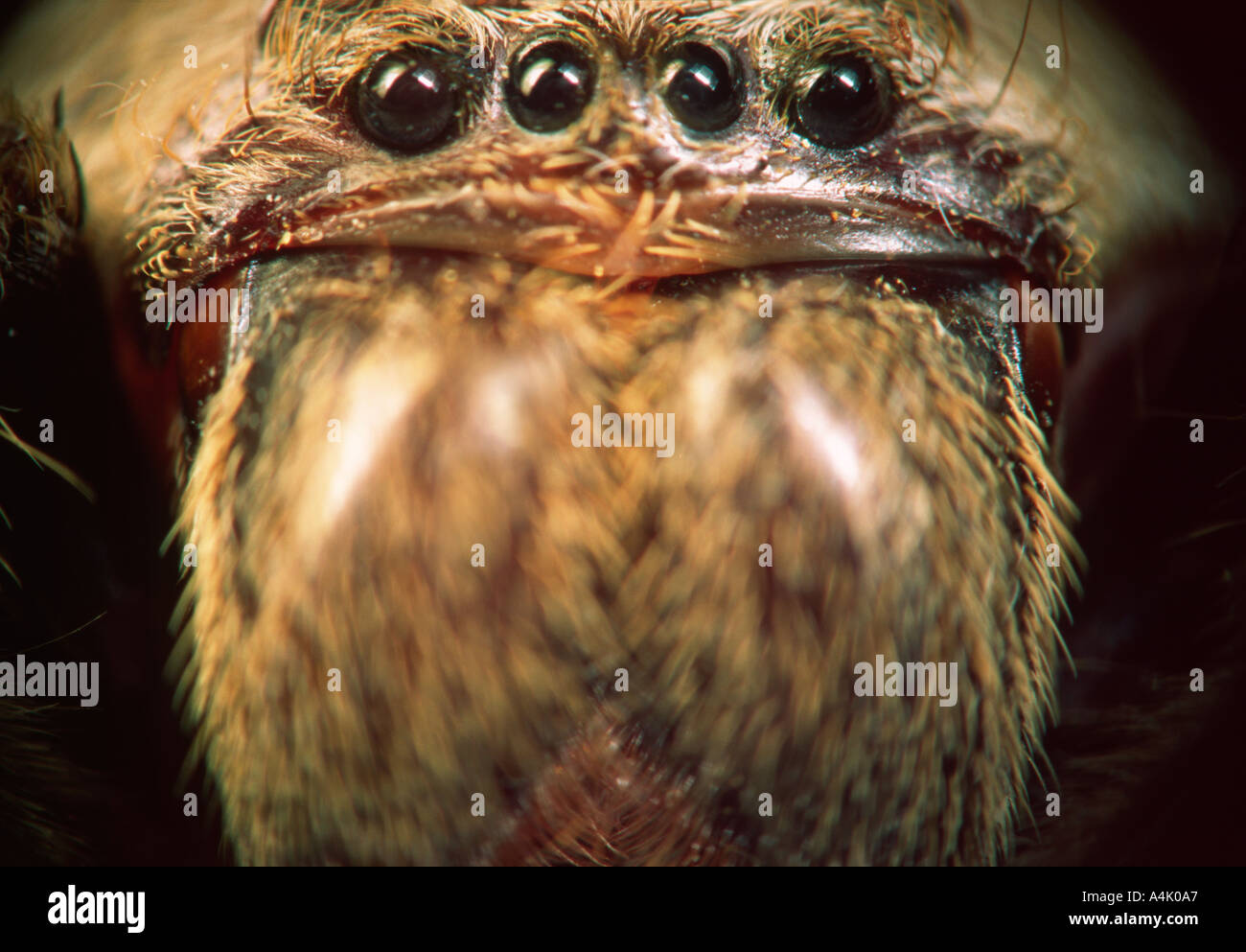 Spider portrait with massive chelicerae South Australia Stock Photo