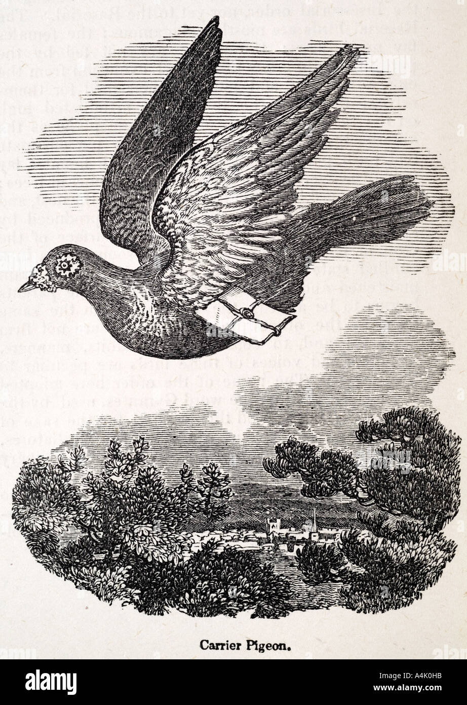 Carrier pigeon hires stock photography and images Alamy