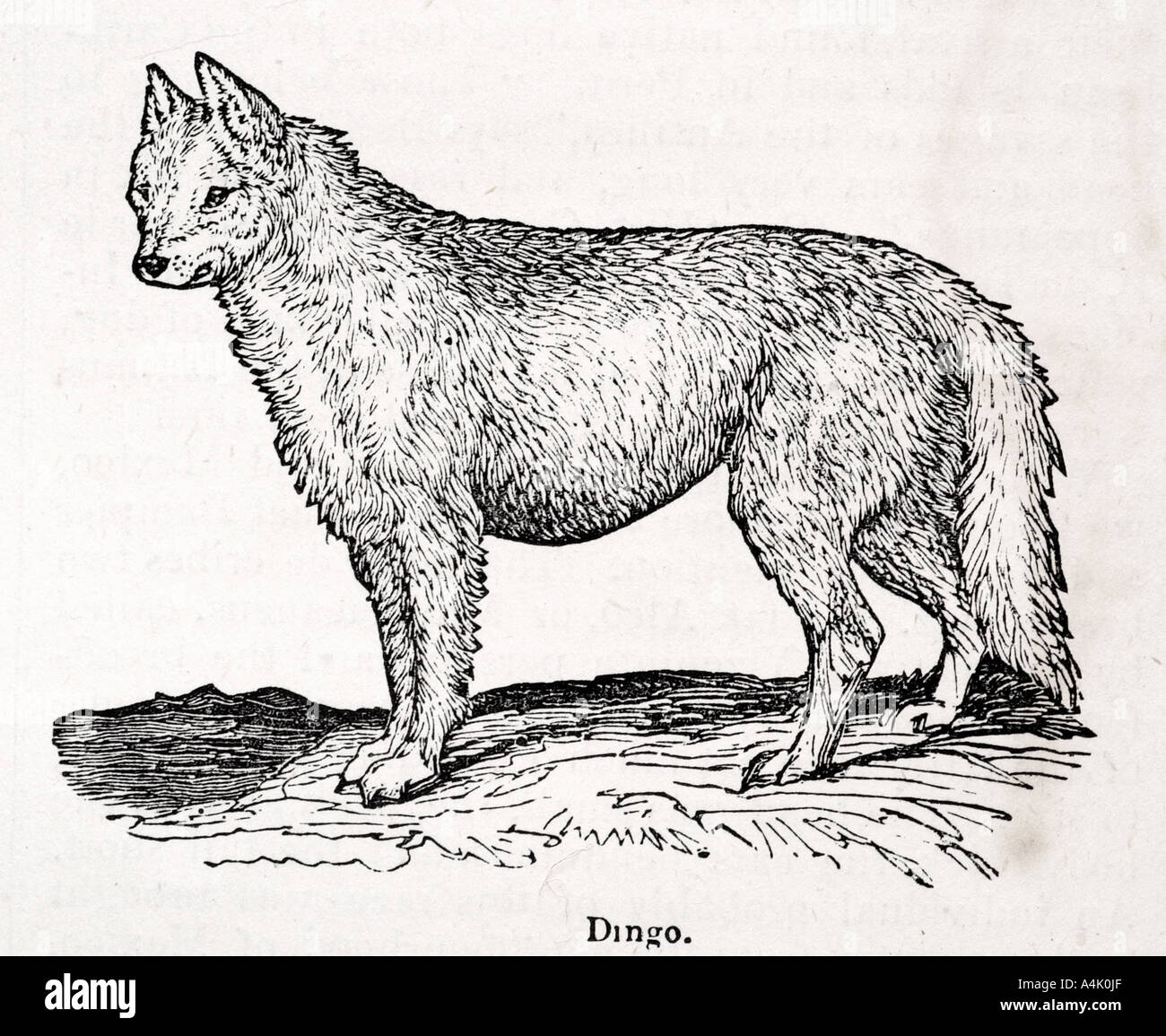 Are Dingoes Solitary