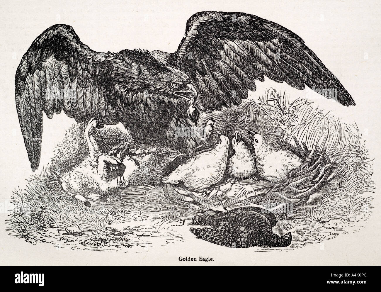 golden eagle raptor avian egg laying bird feather wing fly feed beak