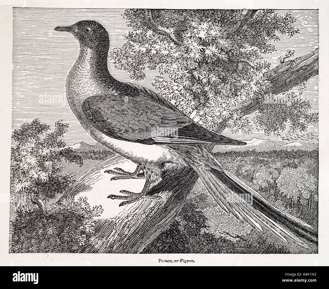passenger pidgeon migratorius ectopistes extinct egg laying bird