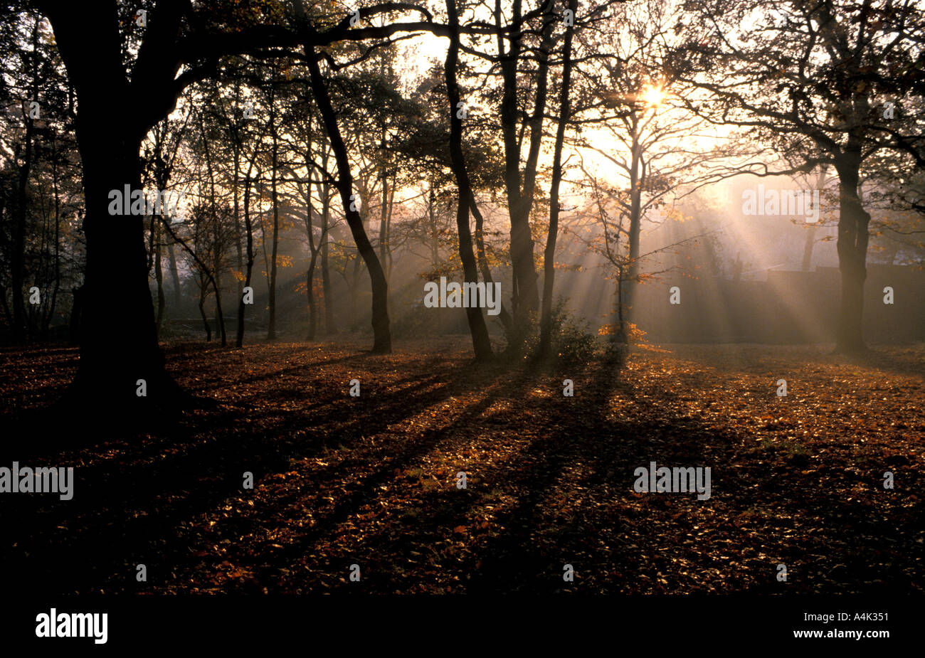 Early Morning sun in woodland UK Stock Photo