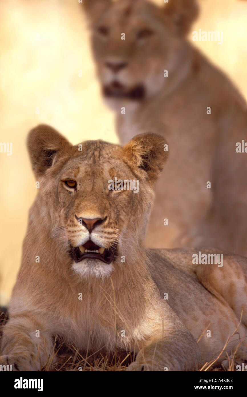 Lions Masai Mara Kenya Stock Photo