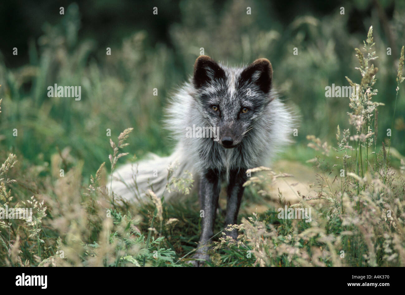 Arctic Fox Summer Coat Vs Winter Coat