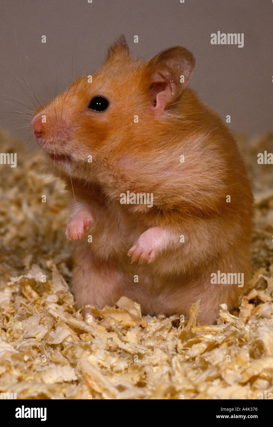 Golden hamster with pouches full Stock Photo