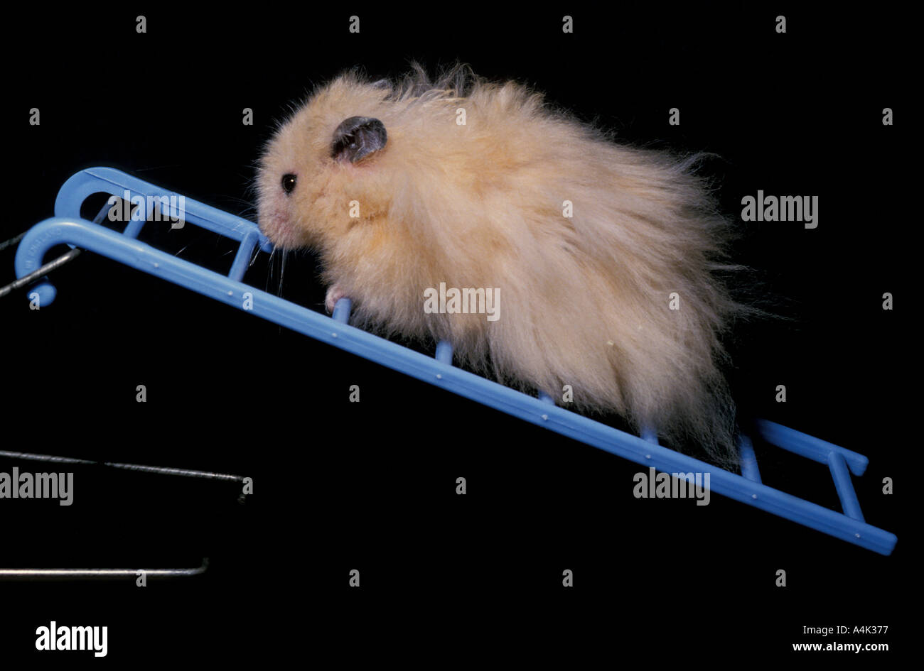 Hamster climbing on ladder Stock Photo Alamy