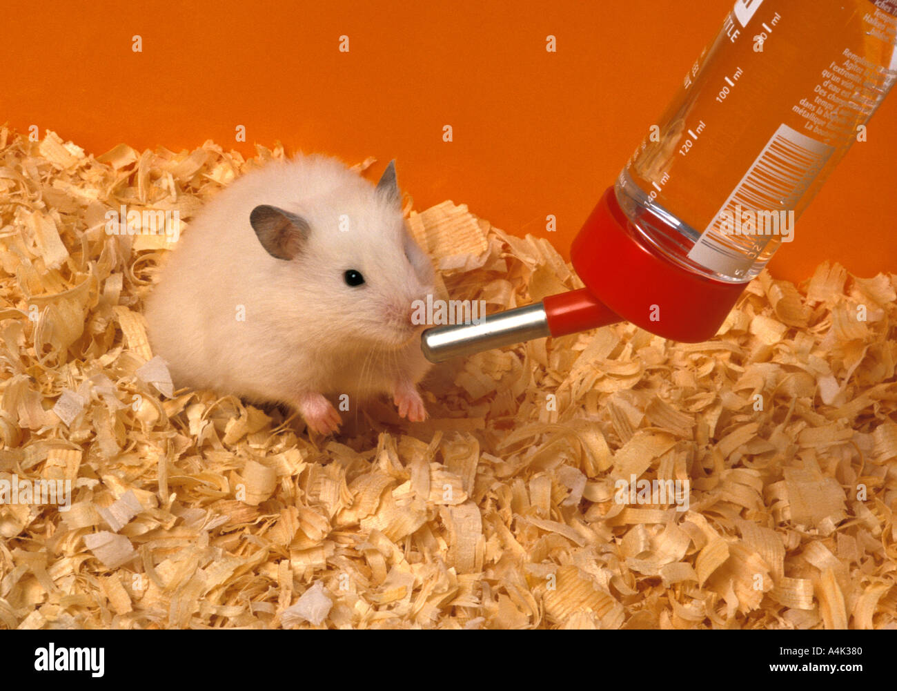 Hamster bottle hi-res stock photography and images - Alamy