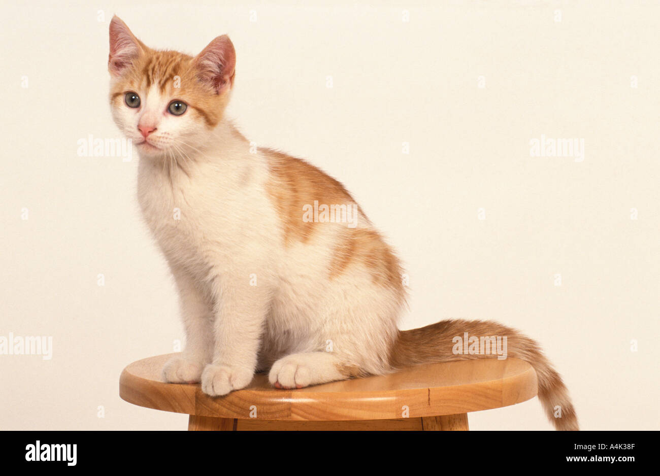 Domestic Cat Kitten 14 weeks old Stock Photo Alamy