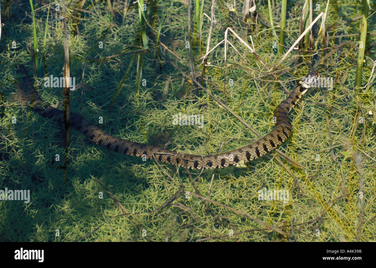 Grass Snake UK Stock Photo Alamy