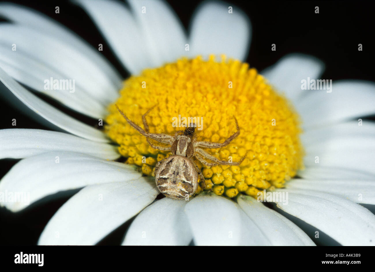 Common Crab Spider UK Stock Photo Alamy