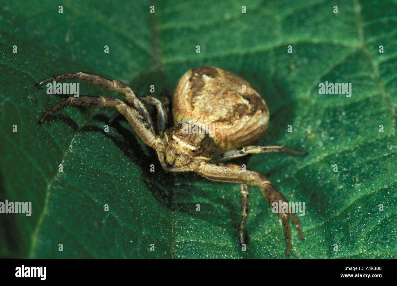 Common Crab Spider UK Stock Photo Alamy