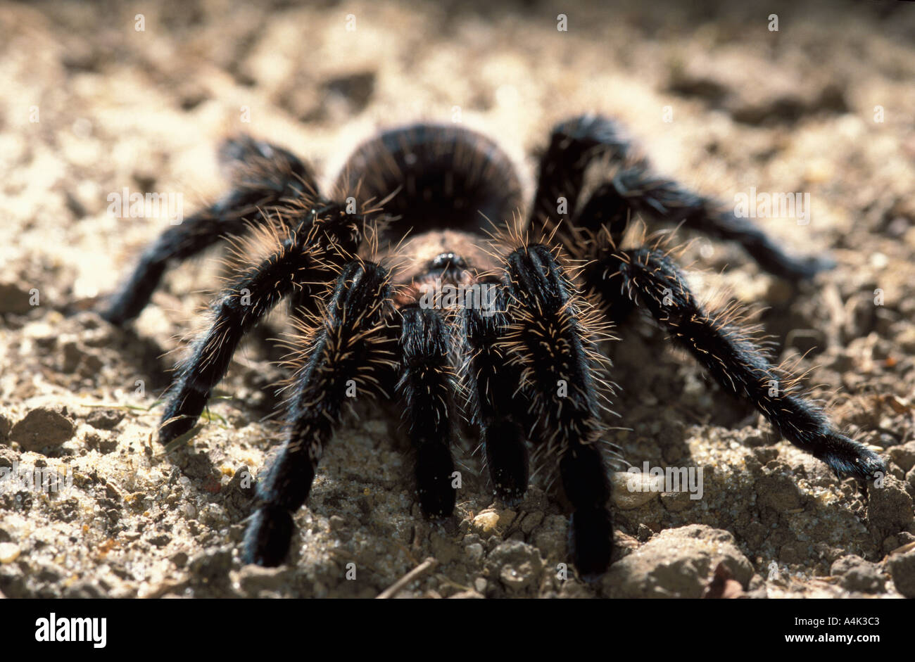 Tarantula Curly Hair Stock Photo