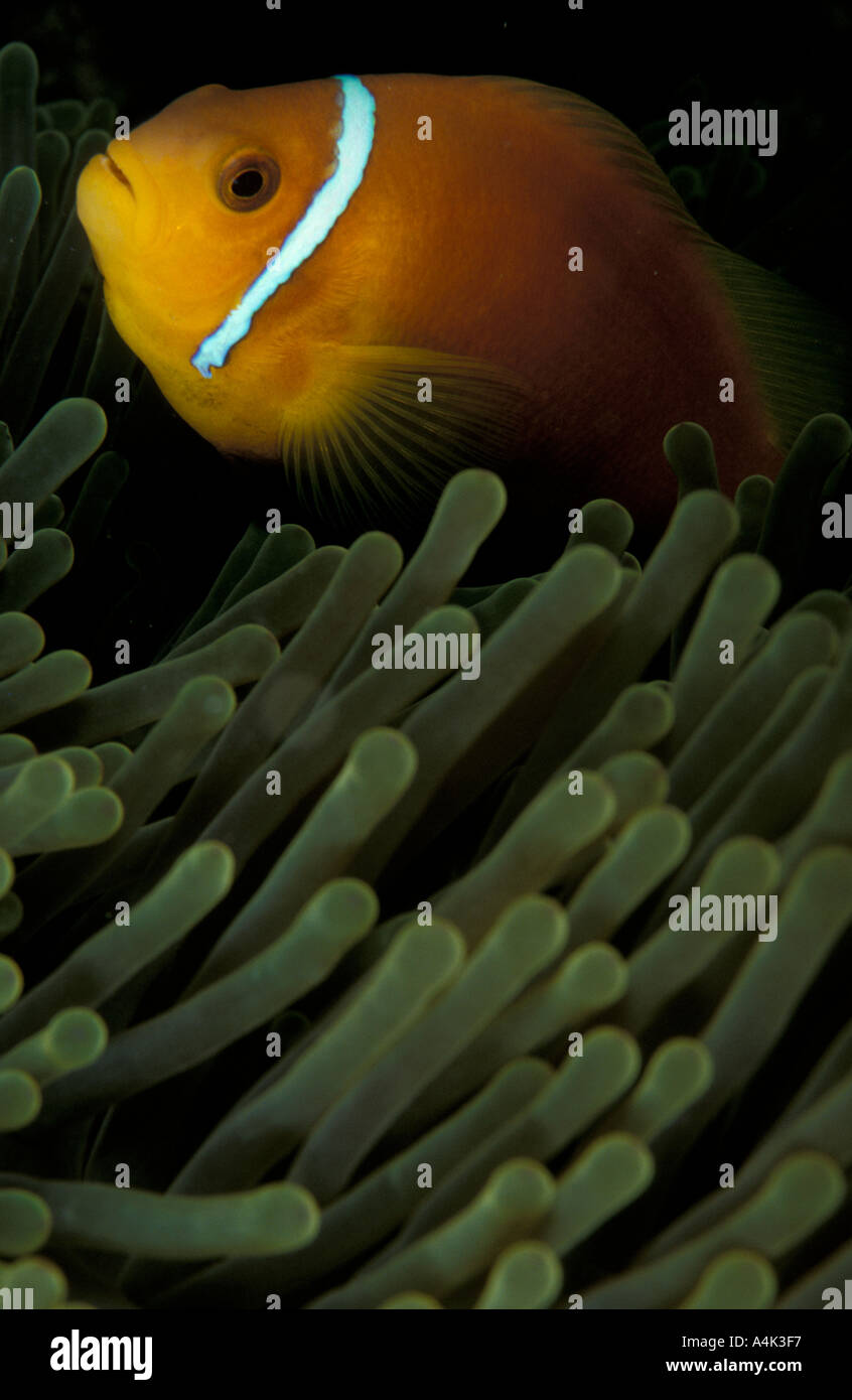Maldives anemonefish Stock Photo
