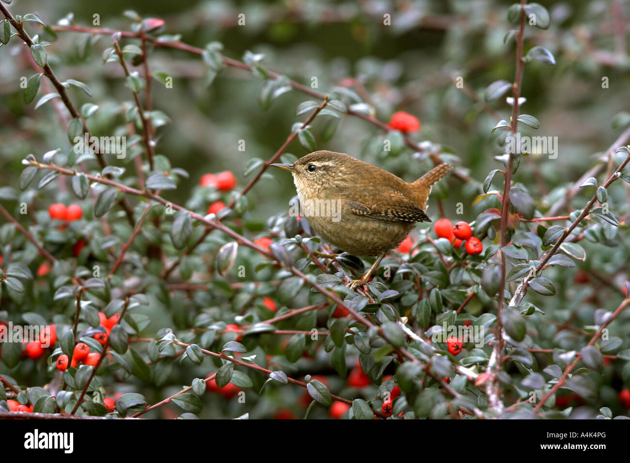 Winter Wren Troglodytes troglodytes adult perched in a Cotoneaster bush with red berries, Todwick, South Yorkshire, England Stock Photo