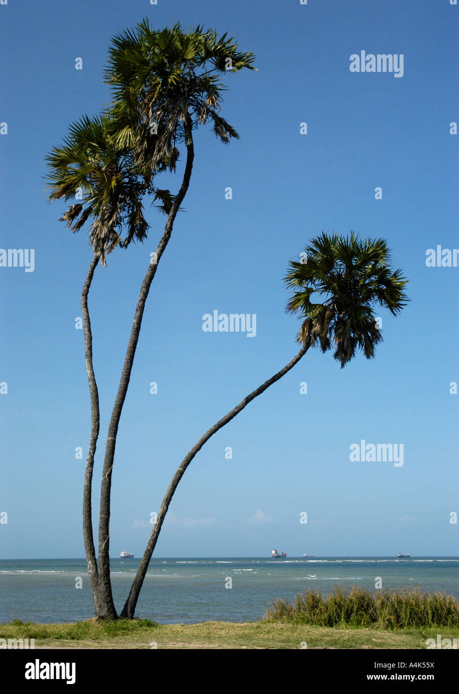 An old Doum Palm, Hyphaene coriacea, along Ocean Road, Dar es Salaam, Tanzania Stock Photo