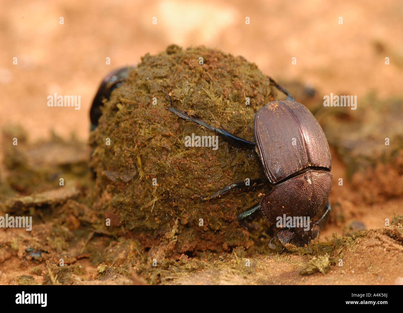 Dung beetles known as rollers are noted for rolling dung into spherical balls, Tanzania Stock Photo