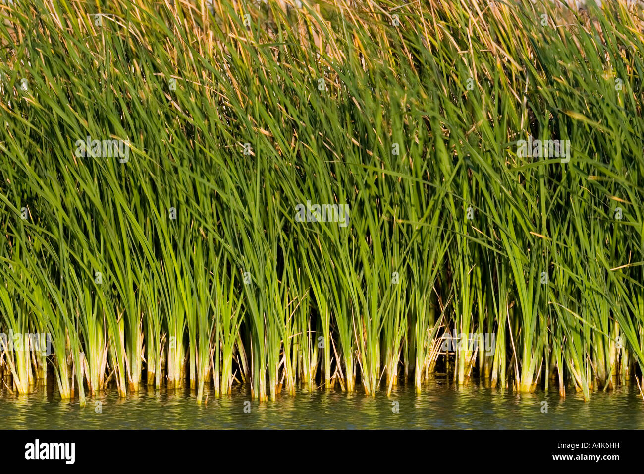 Green reeds pond hi-res stock photography and images - Alamy