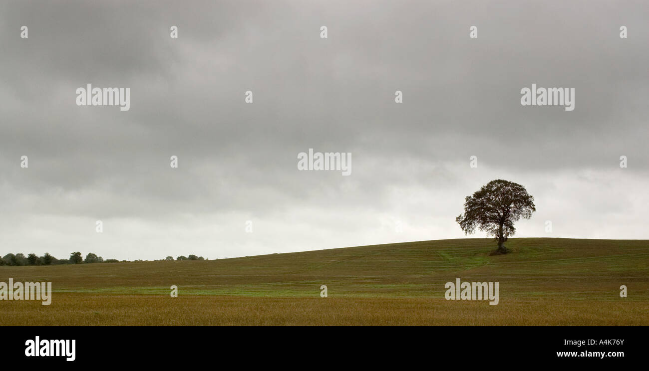 Single Oak tree on a stormy amtumn sky background Stock Photo - Alamy