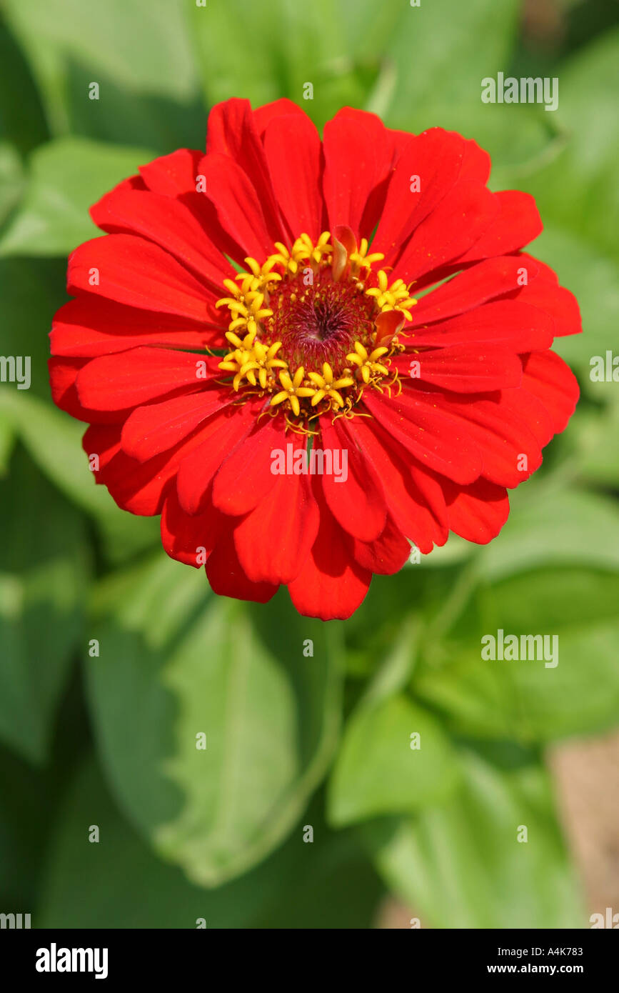 Bright red oriental asian Japanese gerbera daisy like flower growing in