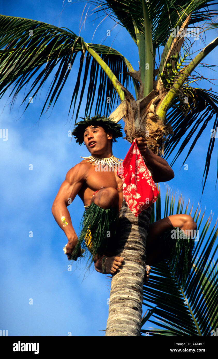 Young local man shows off skill in climbing tall palm tree to collect coconuts for tourists Stock Photo