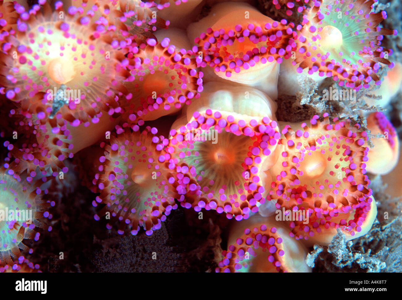 Jewel anemones Marine life flourishes in the clean water around Sark Stock Photo