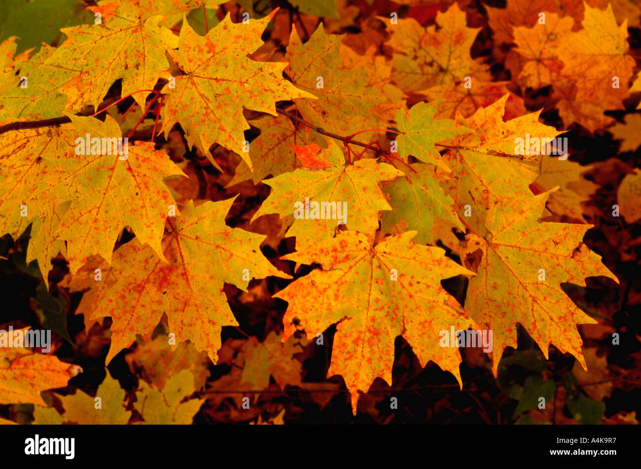 Gold speckled leaves hi-res stock photography and images - Alamy
