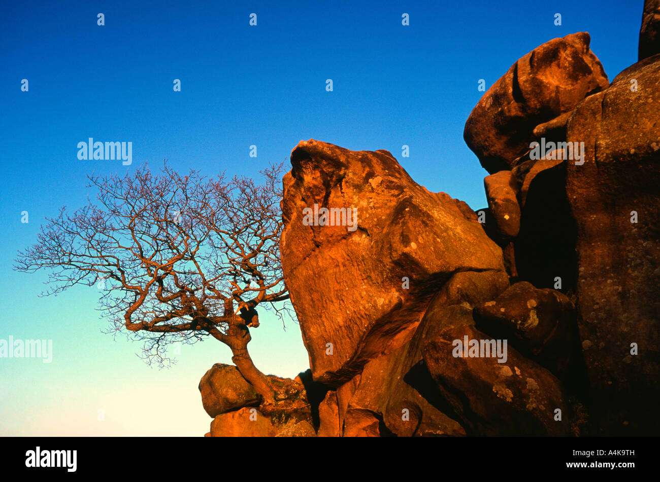 Tree and rocks at Robin Hood's Stride, Peak District, Derbyshire Stock Photo