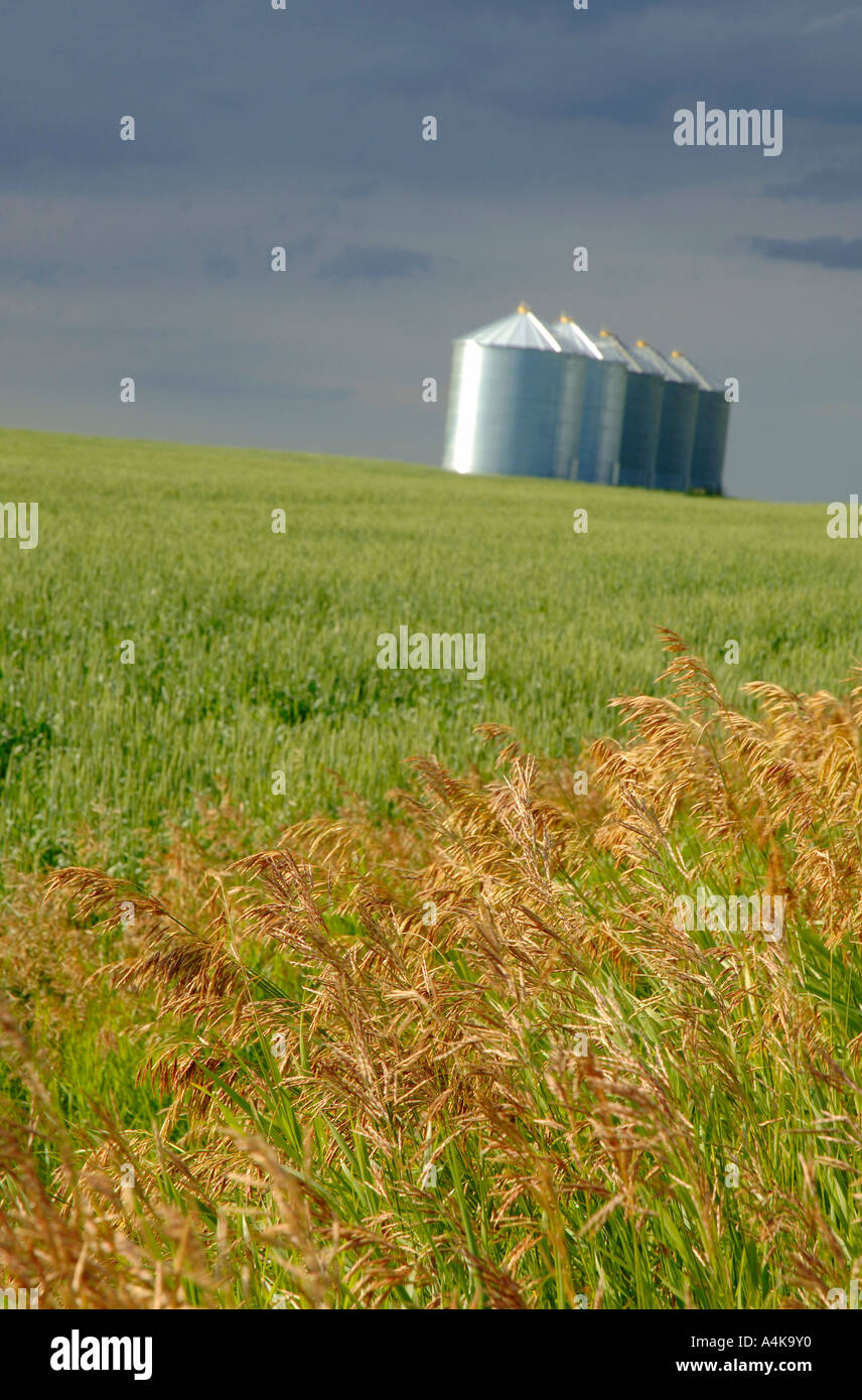 Wheat field with silos Stock Photo Alamy