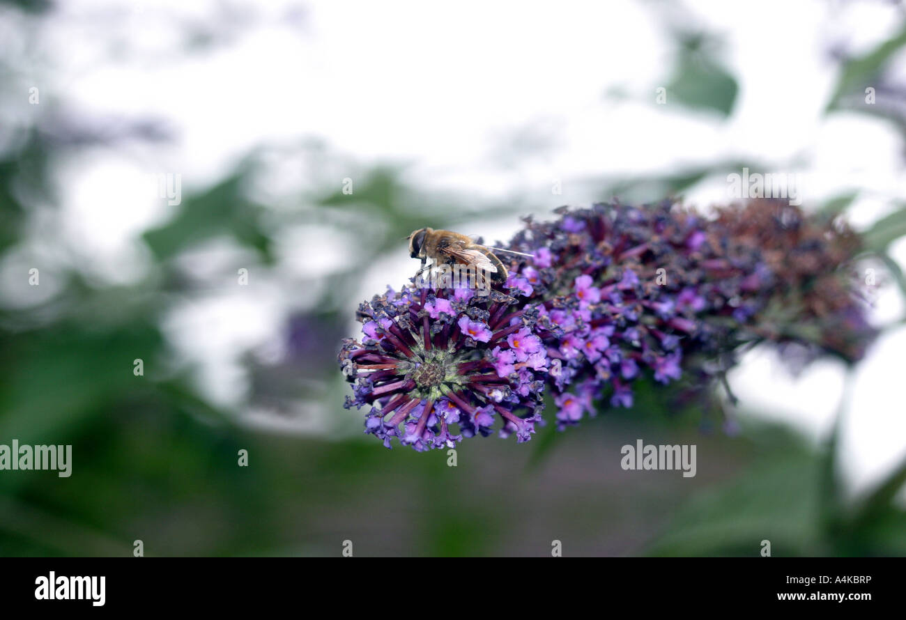 5th August 2006. Honey bee, Apis mel fera, Buddleia, Buddleia davidii ...