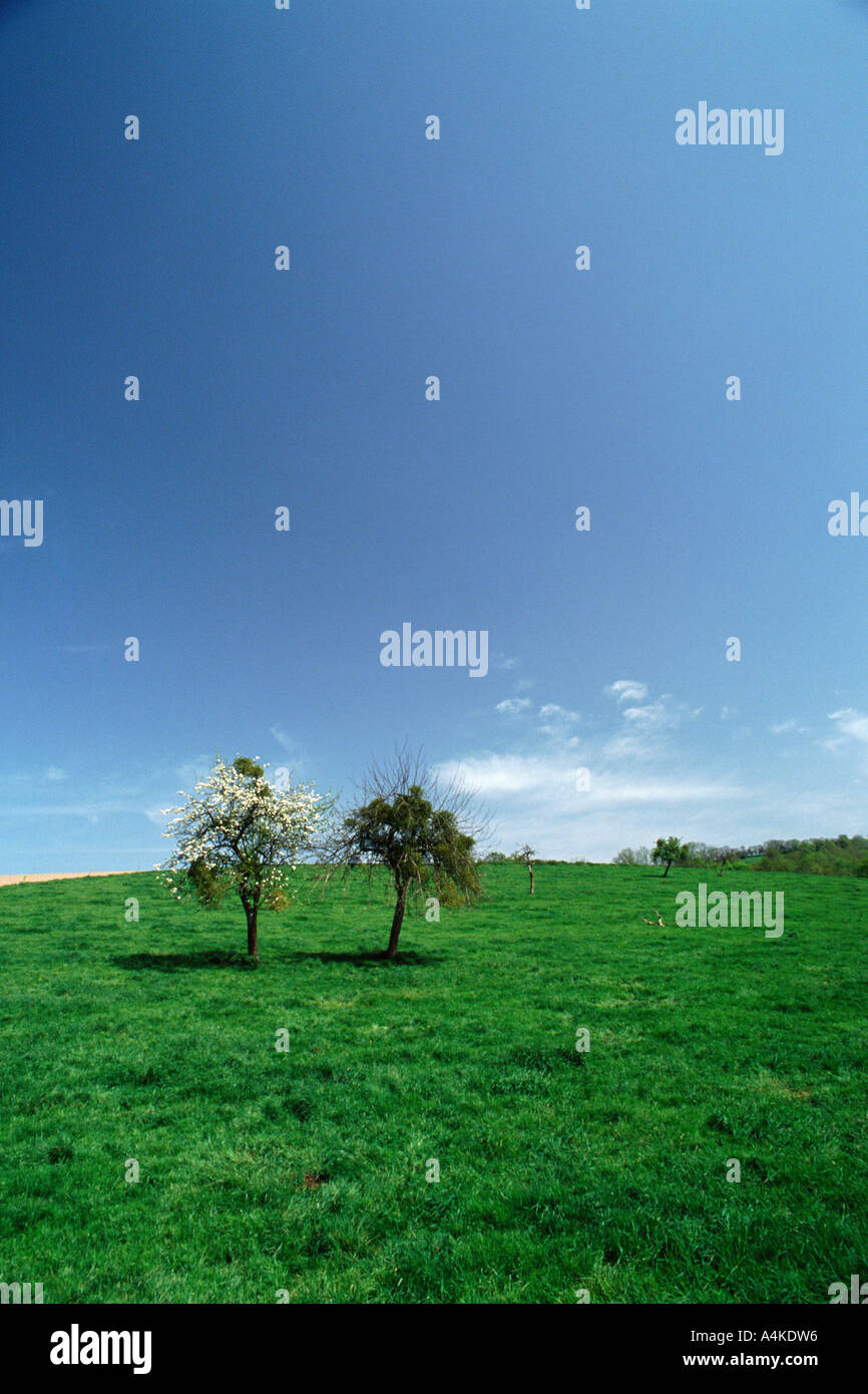 Two trees in a field Stock Photo - Alamy