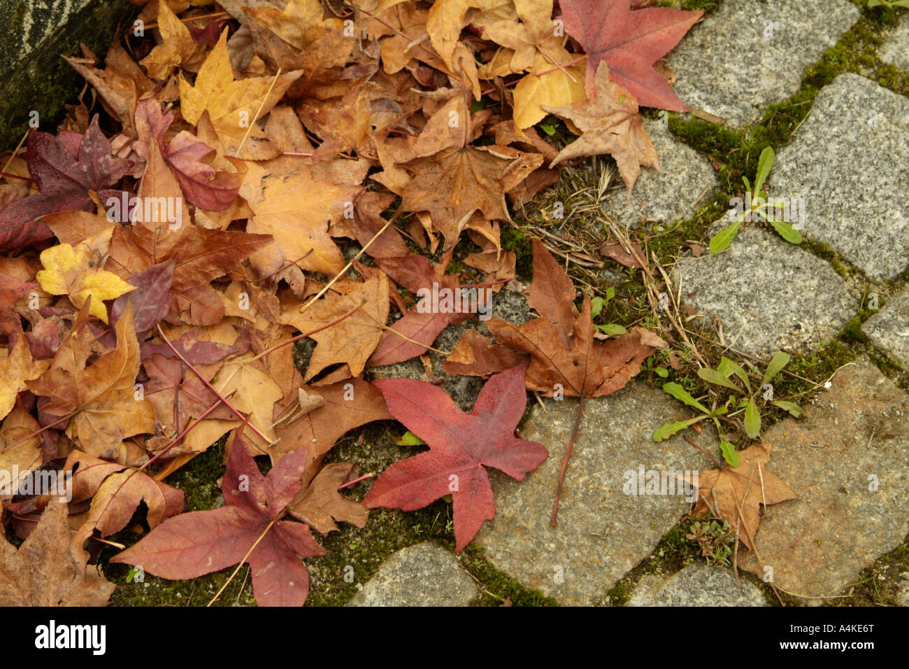 autumn leaves in granite pavement Stock Photo - Alamy