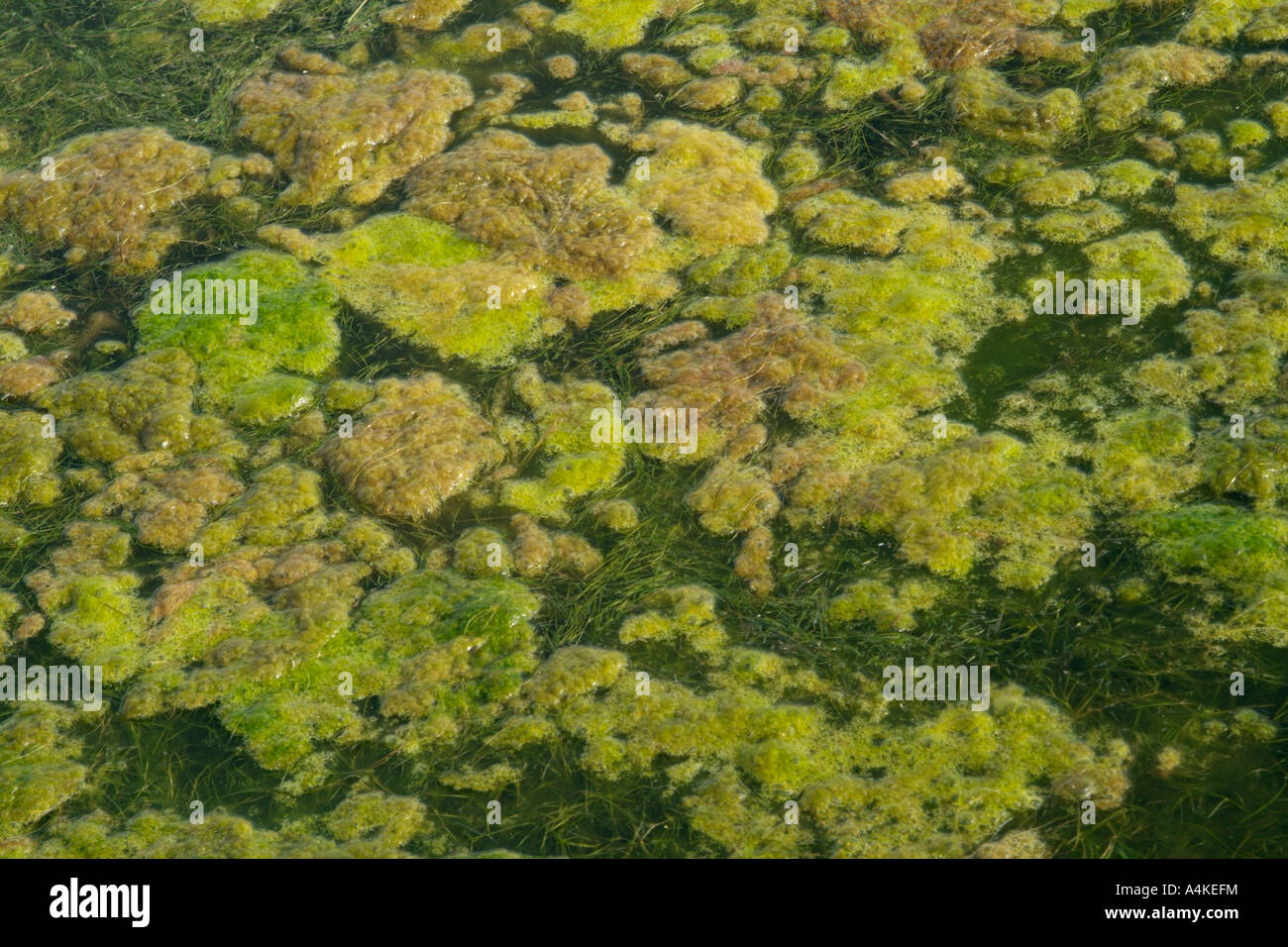 Green algal slime Stock Photo