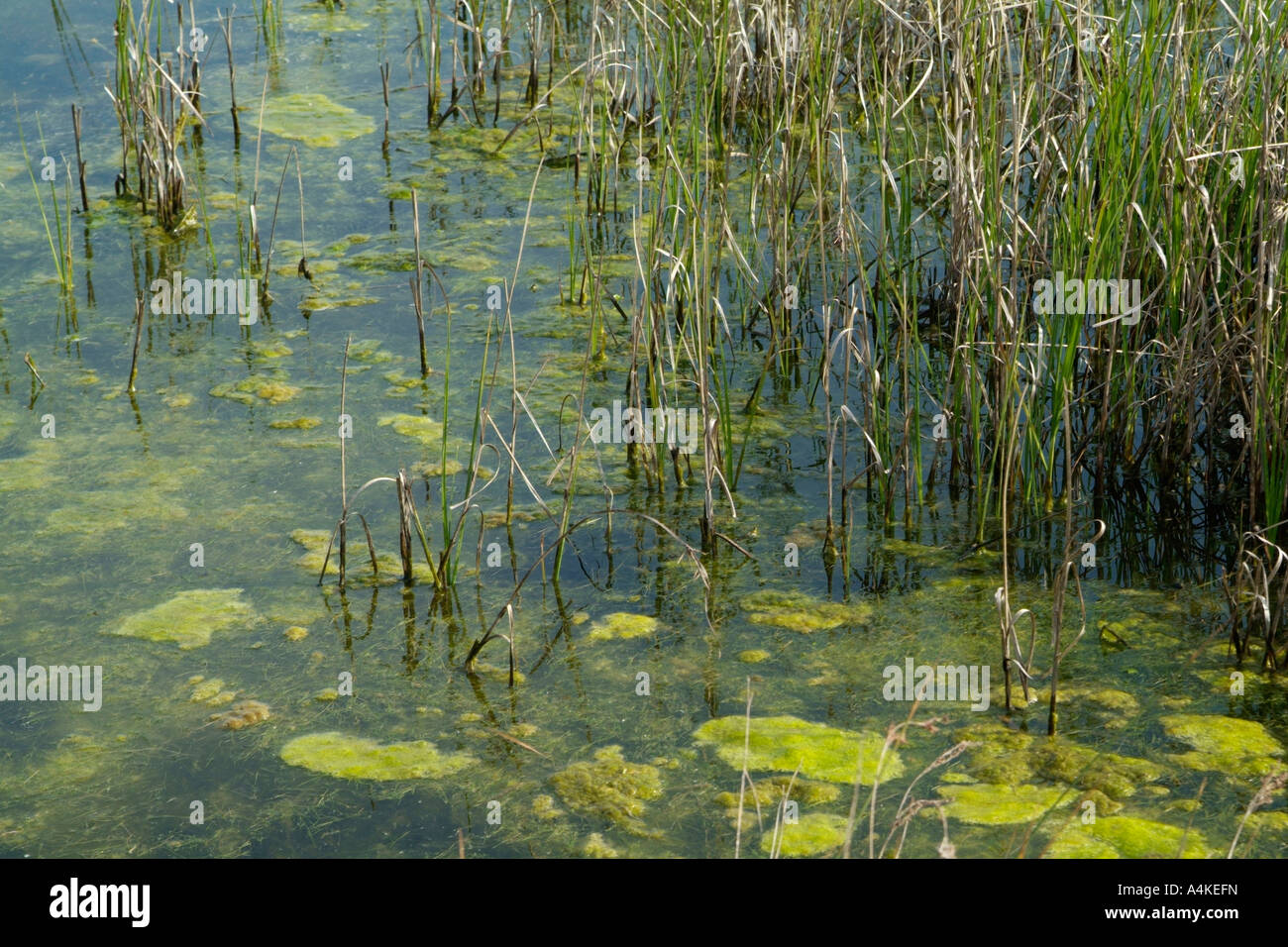 green algal slime with reeds Stock Photo