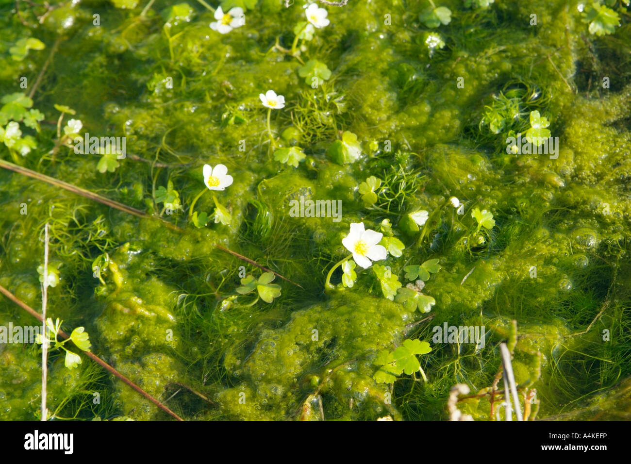 Green algal slime with small flowers Stock Photo