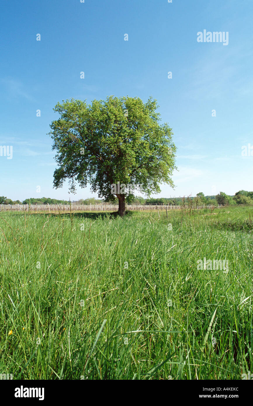 Lone tree in prairie hi-res stock photography and images - Alamy