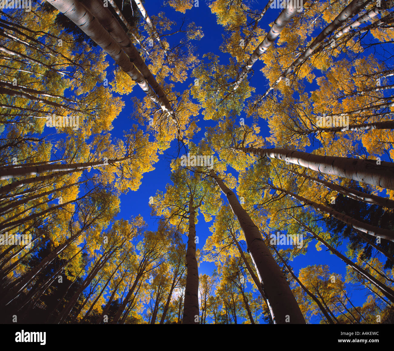 Looking up tall aspen trees hi-res stock photography and images - Alamy