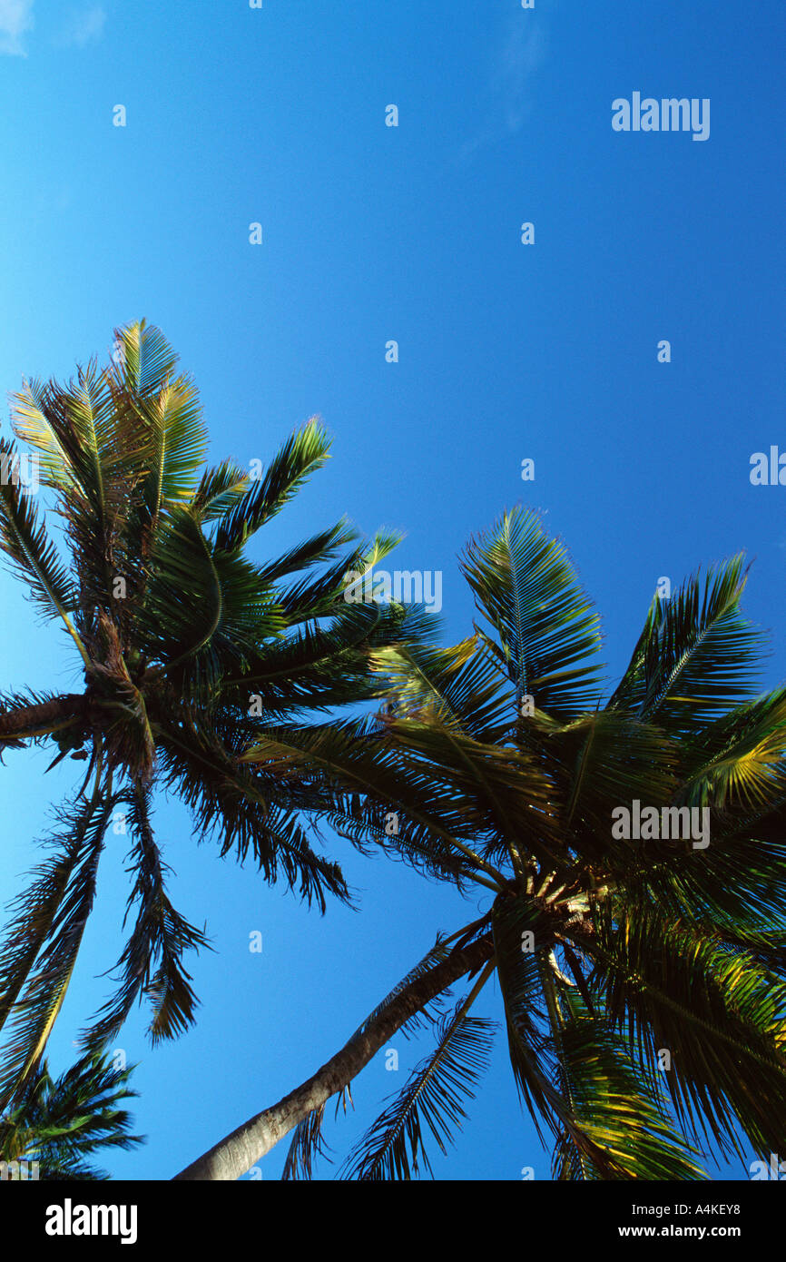 Palm tree low angle hi-res stock photography and images - Alamy