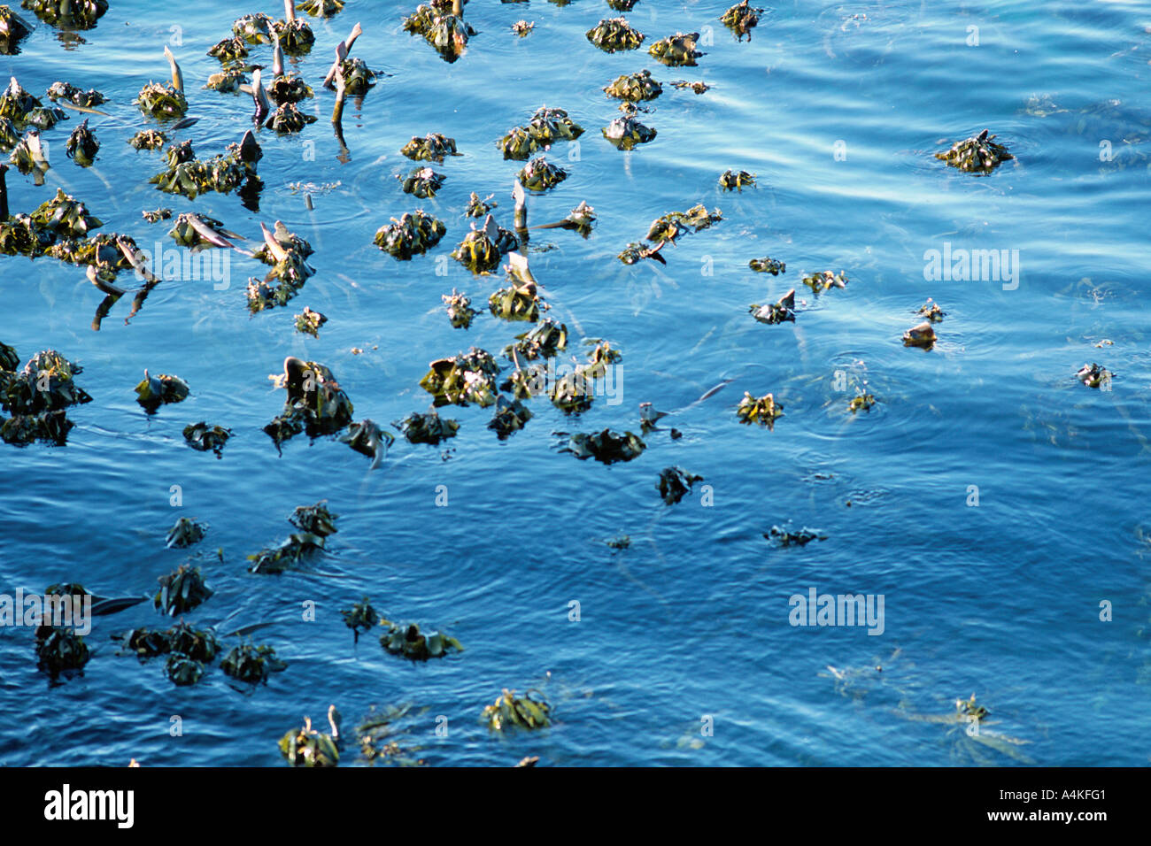 South Africa, seaweed growing in water Stock Photo